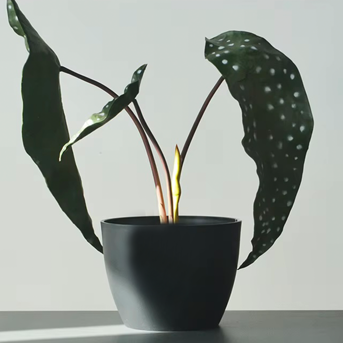 10.6" Sienna Plant Pot - Set of 2